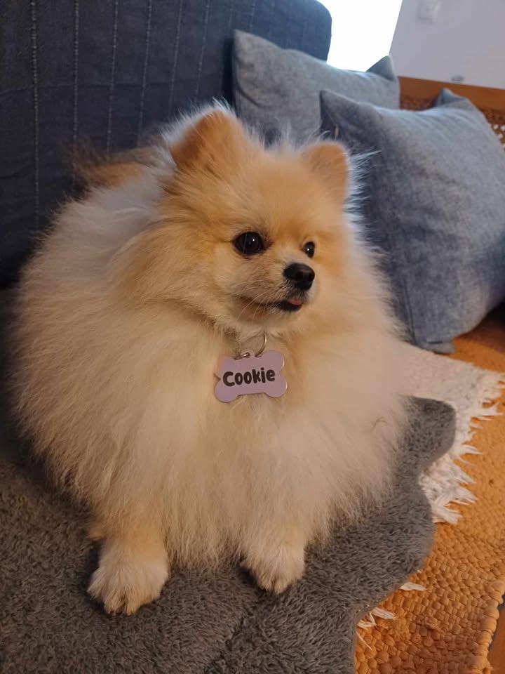 Medalha de Identificação Personalizada para Cães e Gatos 🐾 Medalha de Identificação Personalizada para Cães e Gatos 🐾