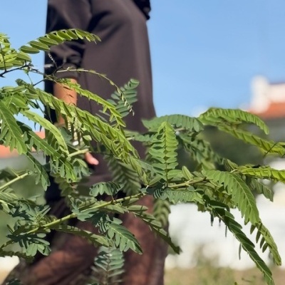 Vestido LA NIÑA - castanho