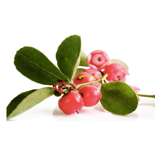 GAULTÉRIA - ÓLEO ESSENCIAL BIO