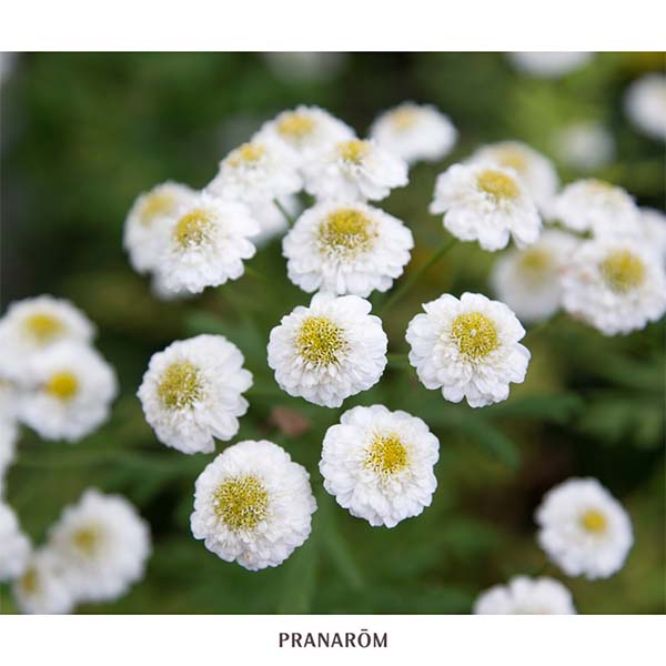 CAMOMILA NOBRE (ROMANA) - ÓLEO ESSENCIAL BIO