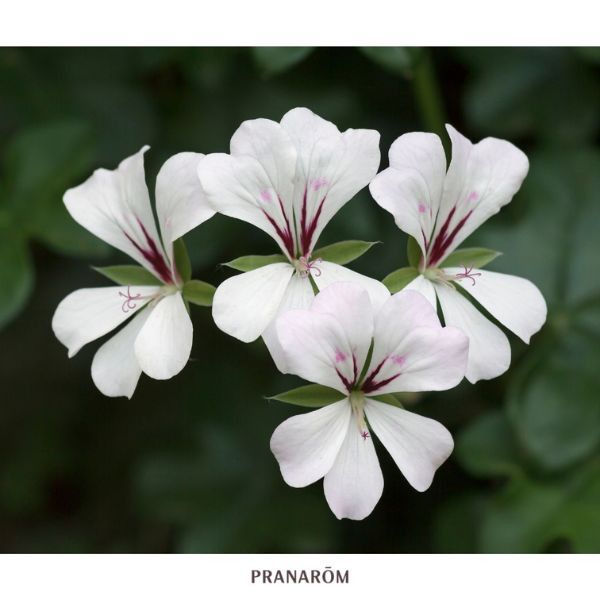 GERÂNIO - ÓLEO ESSENCIAL BIO