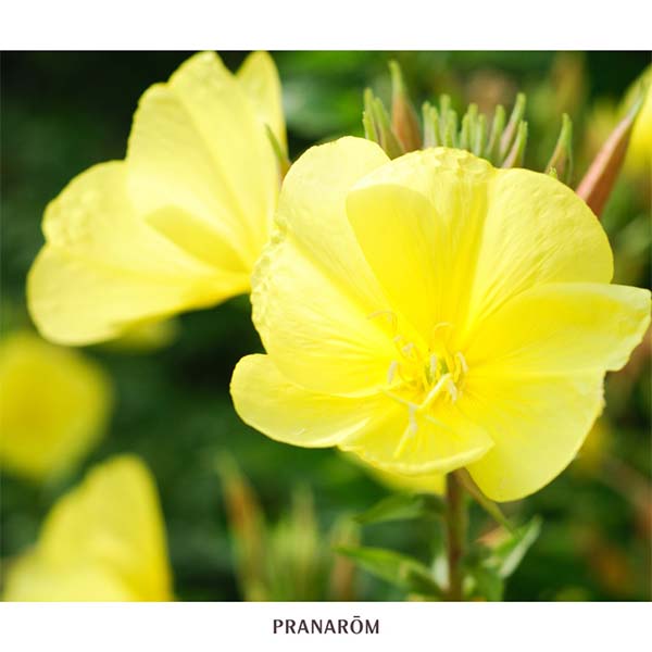 ONAGRA - ÓLEO VEGETAL BIO