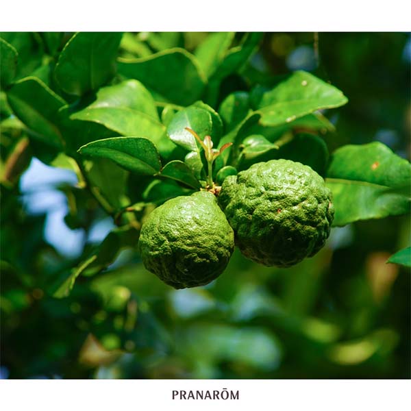 BERGAMOTA - ÓLEO ESSENCIAL BIO