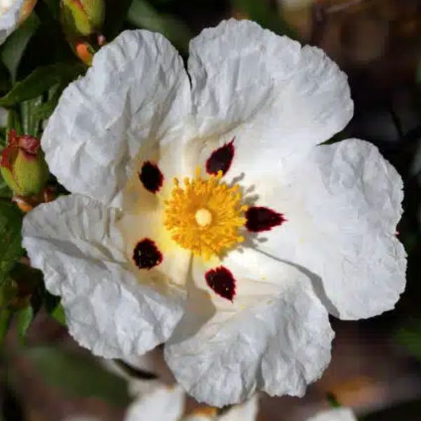 ESTEVA - óleo essencial