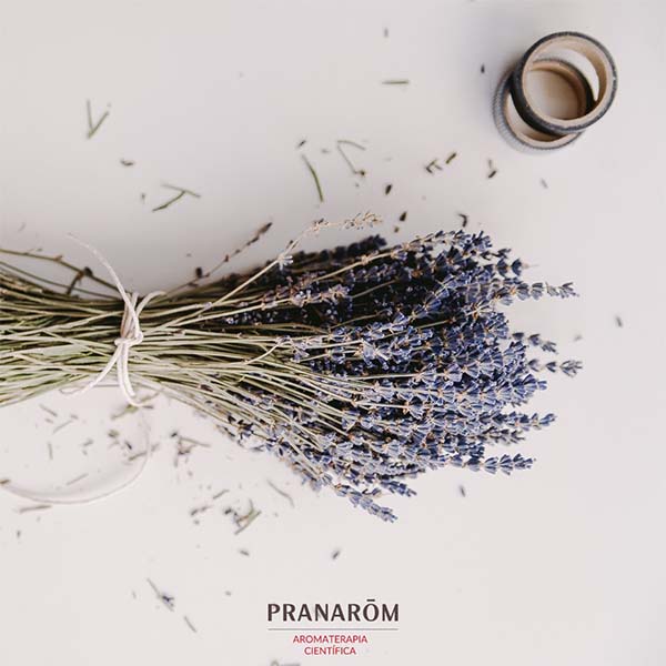 LAVANDA ANGUSTIFÓLIA - ÓLEO ESSENCIAL BIO