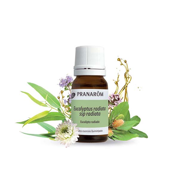 EUCALIPTO RADIATA - ÓLEO ESSENCIAL BIO