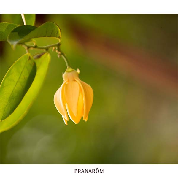 YLANG-YLANG ÓLEO ESSENCIAL BIO