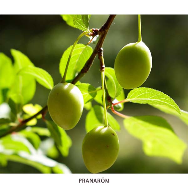 JOJOBA - ÓLEO VEGETAL BIO