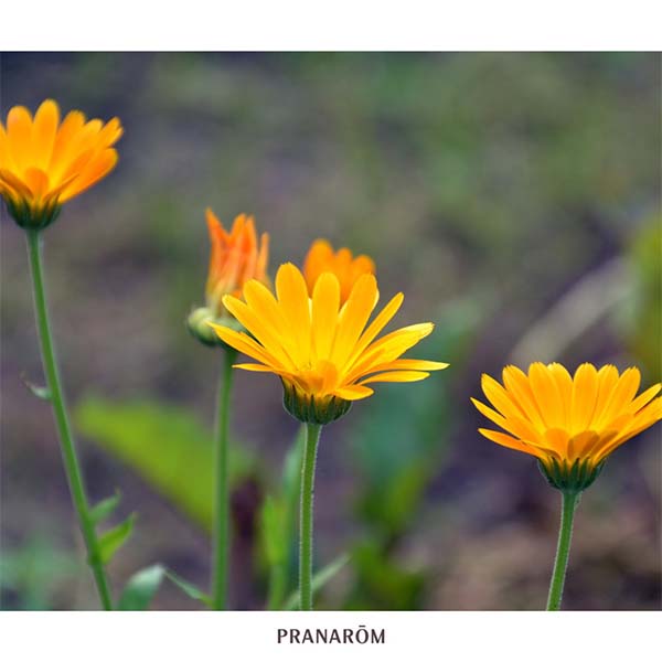 CALÊNDULA - ÓLEO VEGETAL BIO