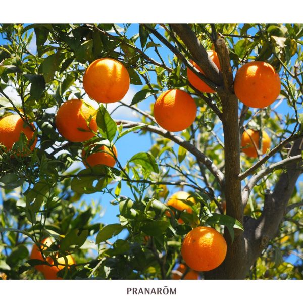 LARANJA DOCE - ÓLEO ESSENCIAL BIO