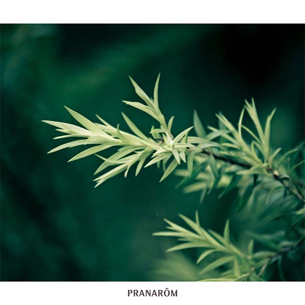 ÁRVORE DO CHÁ - ÓLEO ESSENCIAL BIO