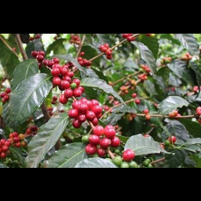 Kenia, Kibirigwi Farmers Cooperative Society - 250g