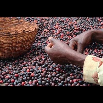 Ethiopia, Yirgacheffe Natural - 250g