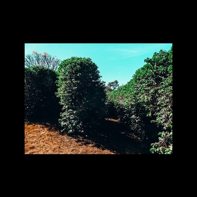 Brasil - Fazenda El Dorado, Alta Mogiana - 250g