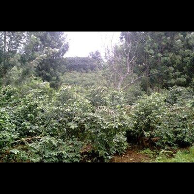 Kenia, Kibirigwi Farmers Cooperative Society - 250g