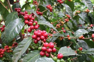 Kenia, Kibirigwi Farmers Cooperative Society - 250g