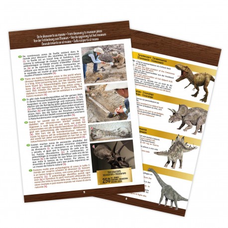 Buki Dinossauro cranio T-Rex Escavação Museu